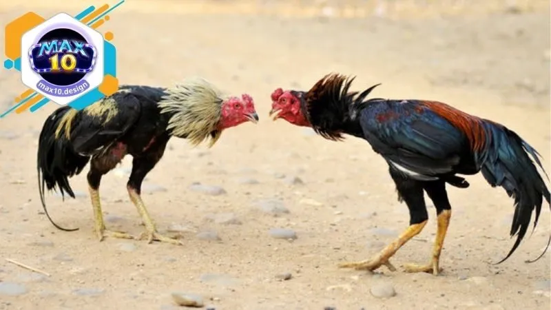 Đá Gà Max10 - Trải Nghiệm Đặt Cược Thú Vị Và An Toàn Tại Nhà 1 Ưu điểm khi chơi cá cược cùng với Đá Gà Max10