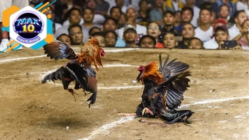 Đá Gà Max10 - Trải Nghiệm Đặt Cược Thú Vị Và An Toàn Tại Nhà 2 Các loại hình cá cược được cung cấp ở tại Đá Gà Max10