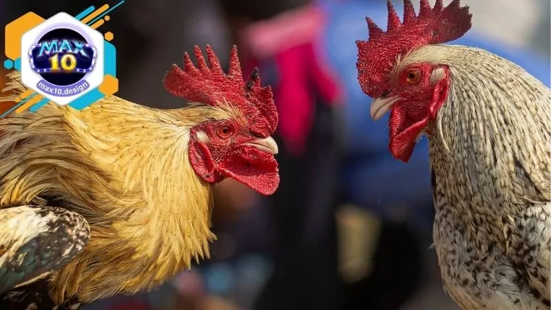 Đá Gà Max10 - Trải Nghiệm Đặt Cược Thú Vị Và An Toàn Tại Nhà 3 Cách thức tham gia cá cược ở trên nền tảng Đá Gà Max10